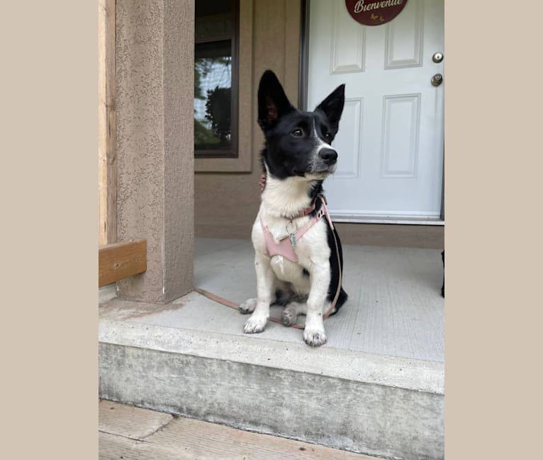 Maizee, a Pembroke Welsh Corgi and Border Collie mix tested with EmbarkVet.com