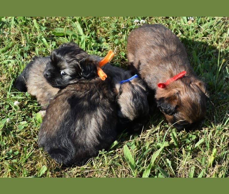 Afrodite, a Tibetan Spaniel tested with EmbarkVet.com