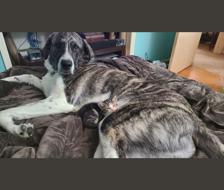 Oliver, a Great Pyrenees and American Pit Bull Terrier mix tested with EmbarkVet.com