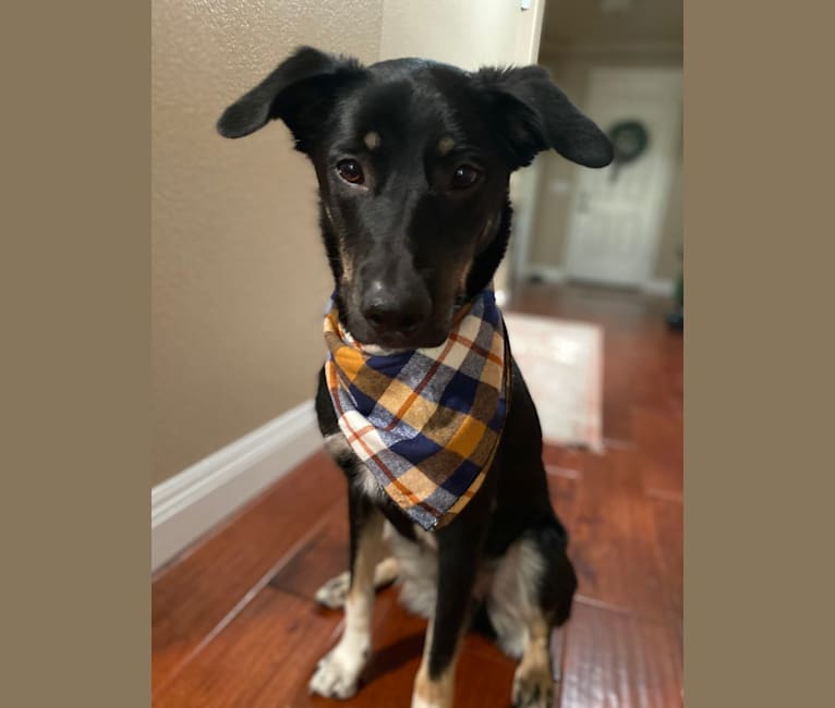 Murphy, an Australian Cattle Dog and Great Pyrenees mix tested with EmbarkVet.com