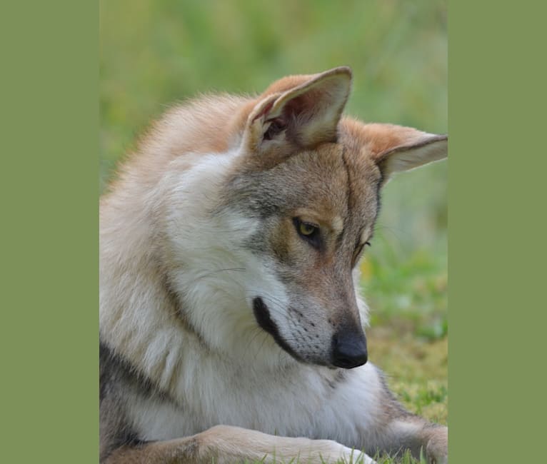 Timber, a Saarloos Wolfdog tested with EmbarkVet.com