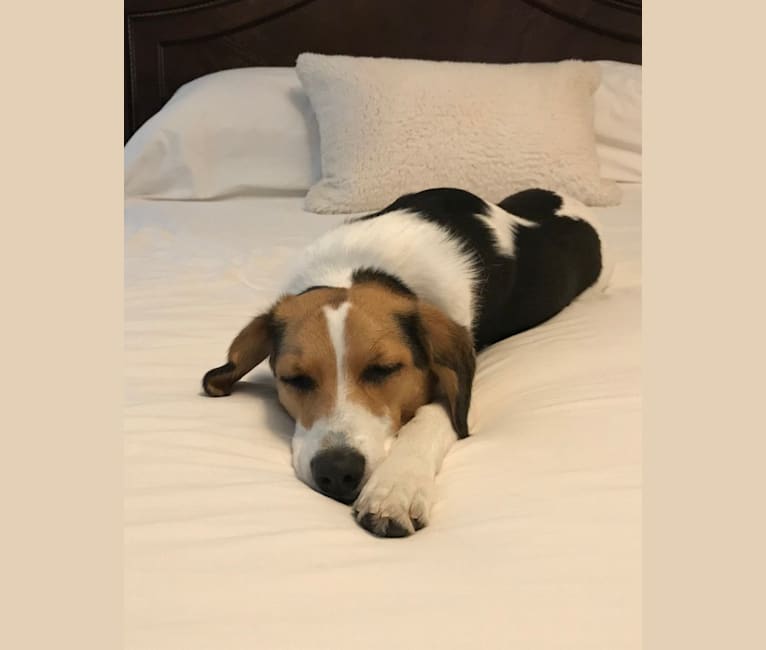 Lucie, a Beagle and Australian Shepherd mix tested with EmbarkVet.com