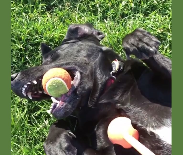 Hades, a Labrador Retriever and Golden Retriever mix tested with EmbarkVet.com