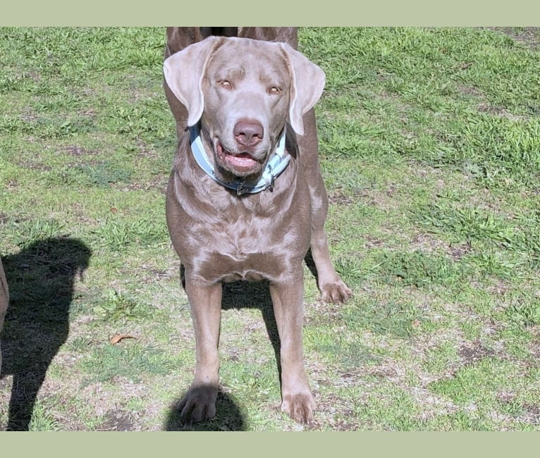 ELLY, a Labrador Retriever tested with EmbarkVet.com