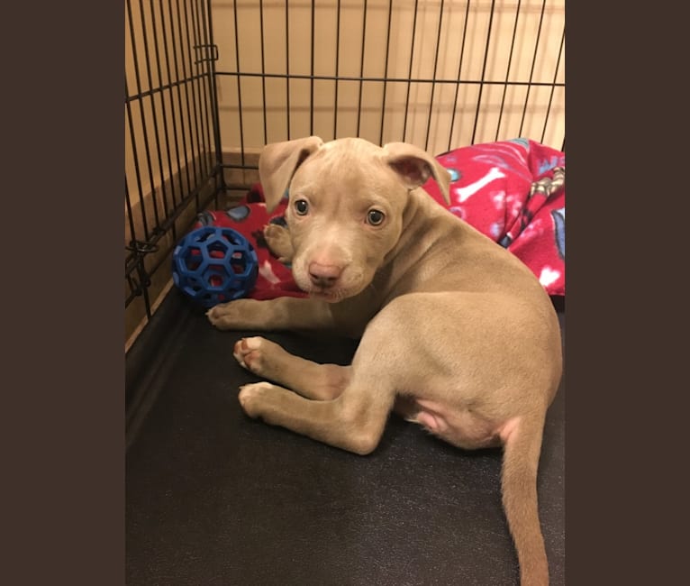 embark dog dna test breed