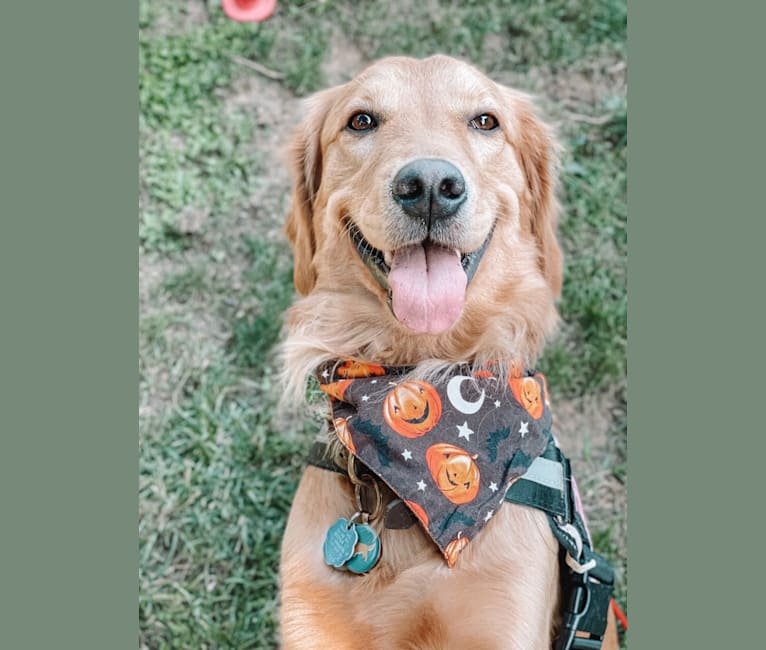 Marley, a Golden Retriever tested with EmbarkVet.com