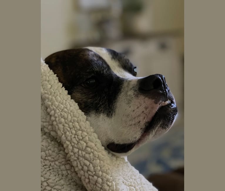 Ada, an American Staffordshire Terrier and Bulldog mix tested with EmbarkVet.com