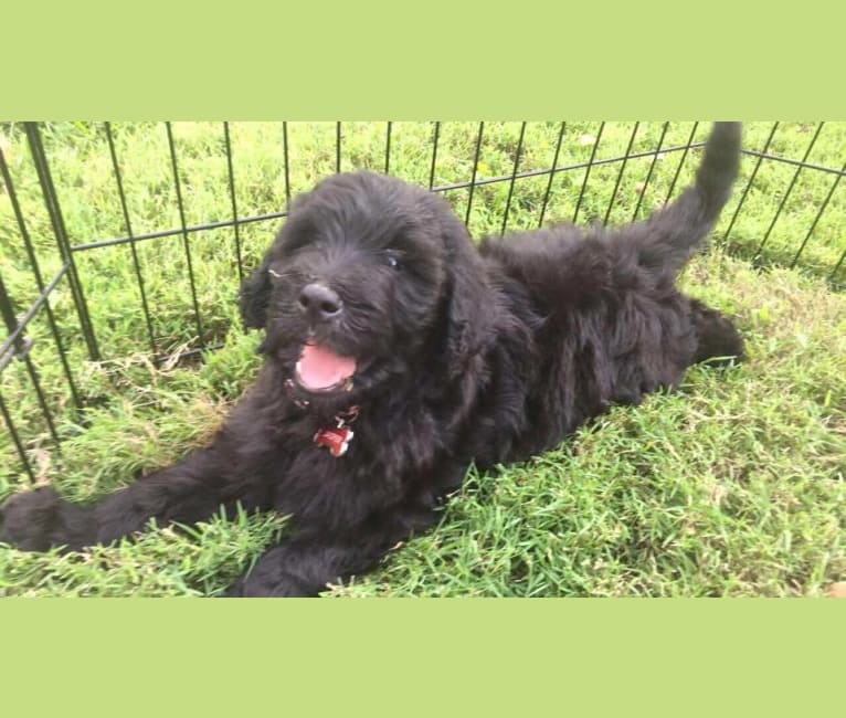 Jasper, a Goldendoodle tested with EmbarkVet.com