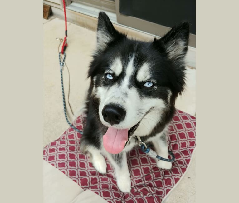 Aurora, a Siberian Husky tested with EmbarkVet.com