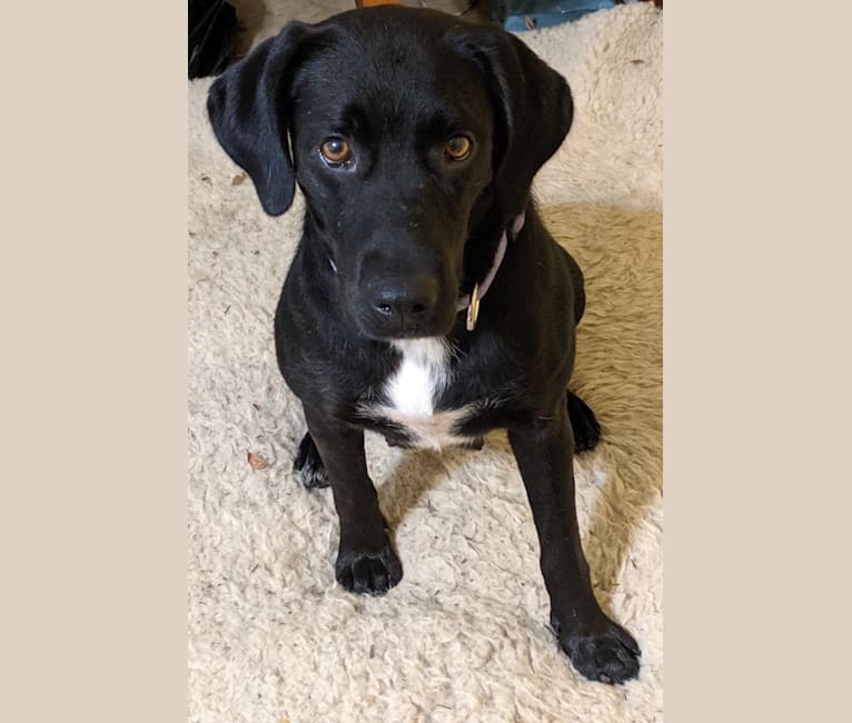 Embark Dog DNA Test Breed