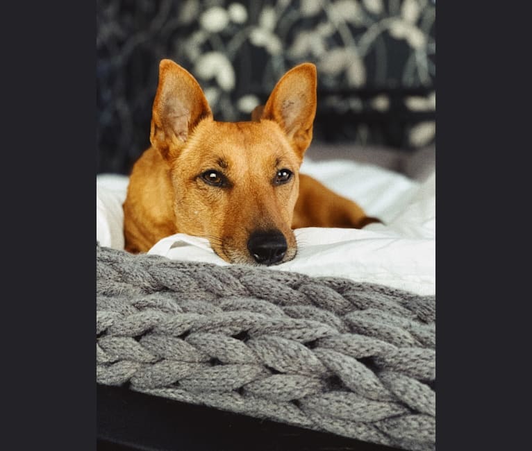 Pepper, a Russell-type Terrier and Australian Cattle Dog mix tested with EmbarkVet.com