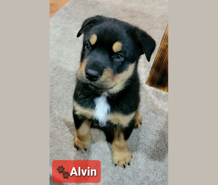 Photo of Alvin, Simon,  Theodore, an Alaskan Malamute, Australian Cattle Dog, German Shepherd Dog, Rottweiler, Chow Chow, and Mixed mix in Yakima, Washington, USA