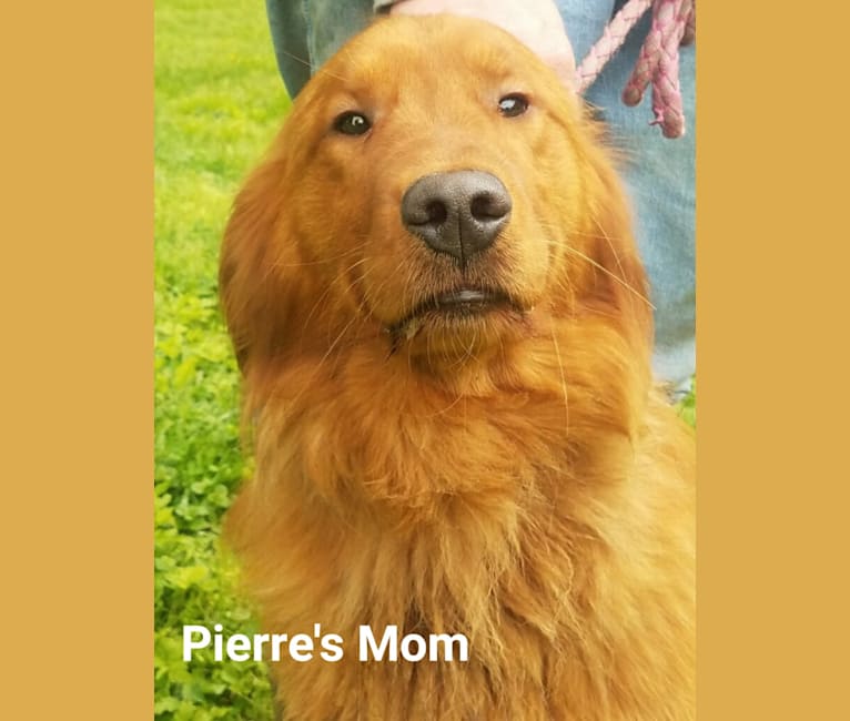 Photo of Pierre-luc, a Golden Retriever  in Hillsboro, OH, USA