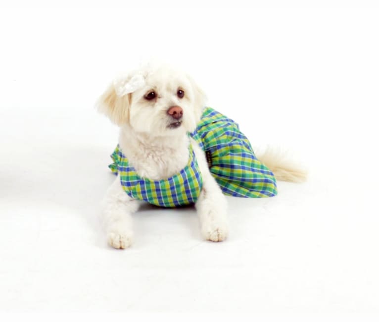 Maxi Ford, a Poodle (Small) and Shih Tzu mix tested with EmbarkVet.com