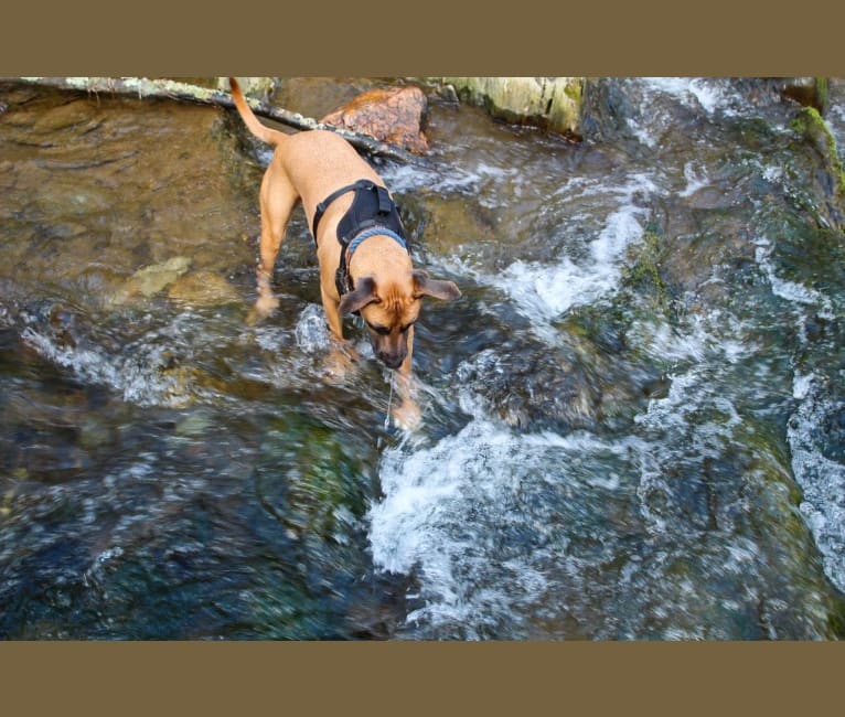 Takumi, an American Pit Bull Terrier and German Shepherd Dog mix tested with EmbarkVet.com