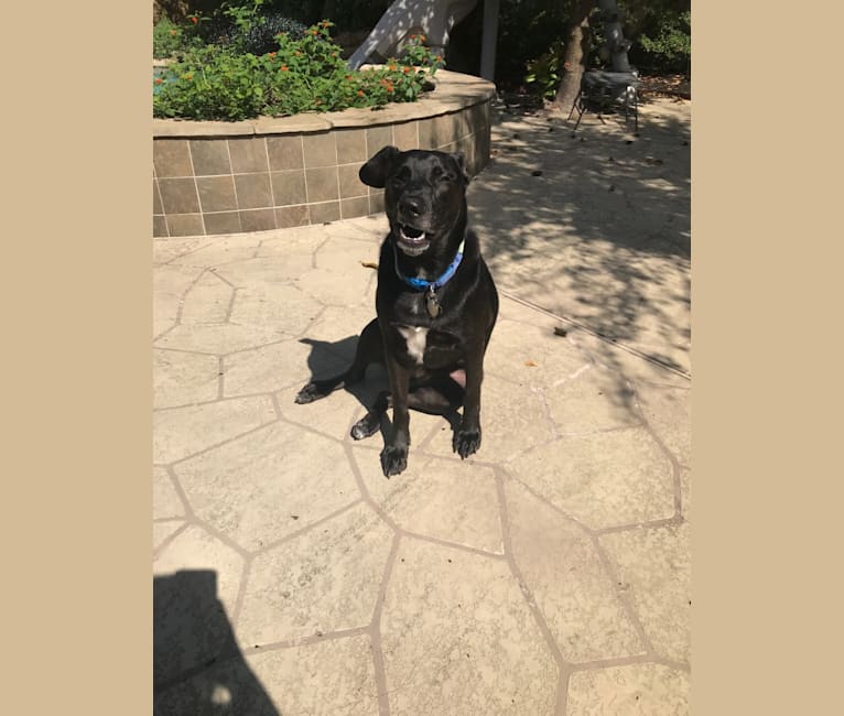 German shepherd bullmastiff mix on sale
