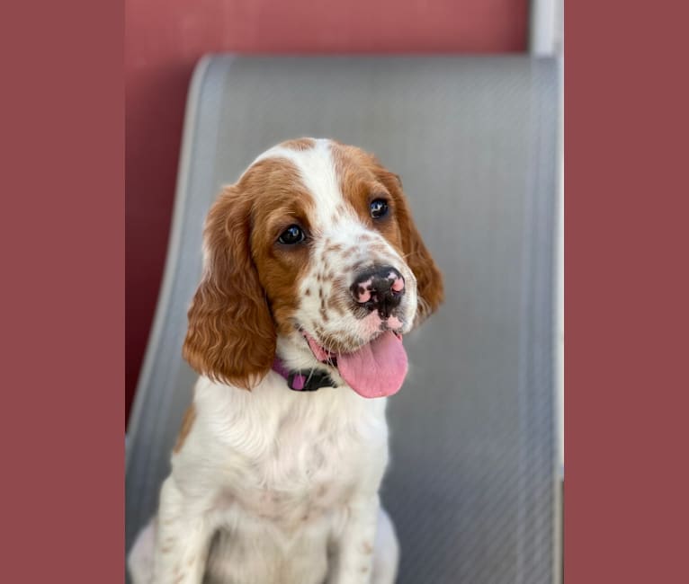 Johnny, an Irish Red and White Setter tested with EmbarkVet.com