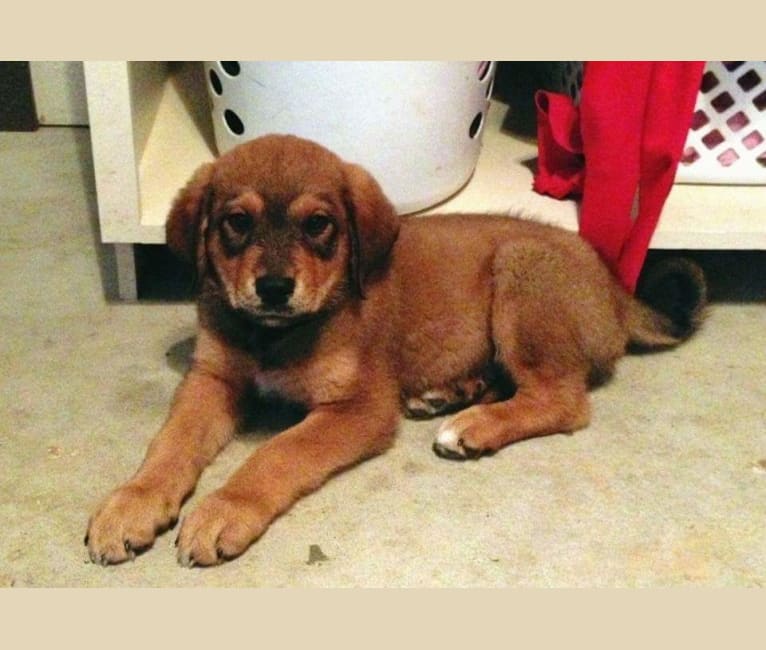 Great pyrenees rottweiler mix puppies 2025 for sale