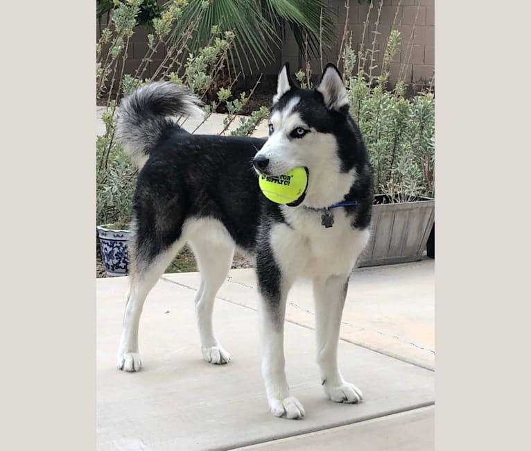 Indigo, a Siberian Husky and Alaskan Malamute mix tested with EmbarkVet.com