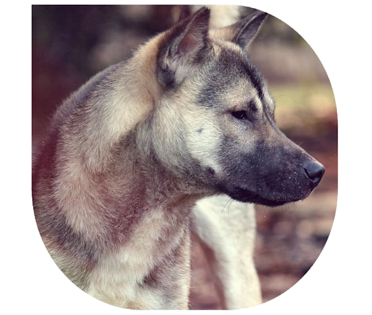 Toutarou, a Kishu Ken tested with EmbarkVet.com