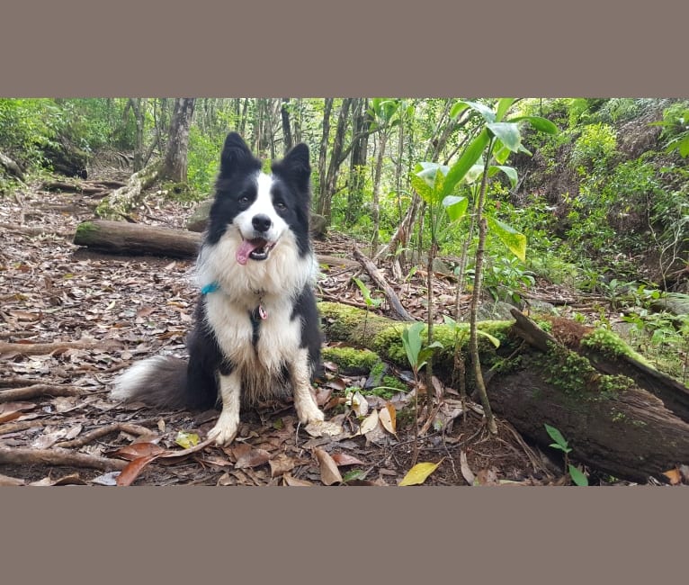 Kida, a Border Collie tested with EmbarkVet.com