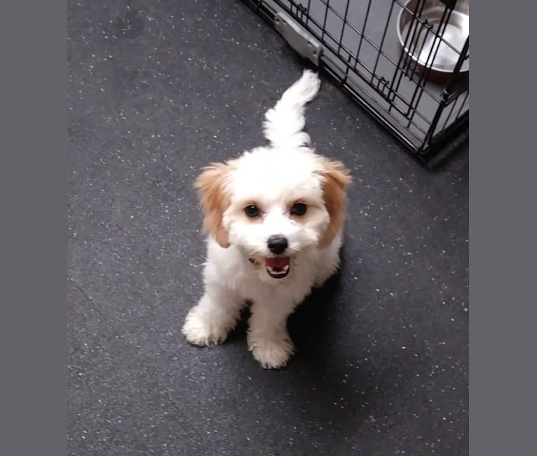 Willow, a Cavalier King Charles Spaniel and Poodle (Small) mix tested with EmbarkVet.com