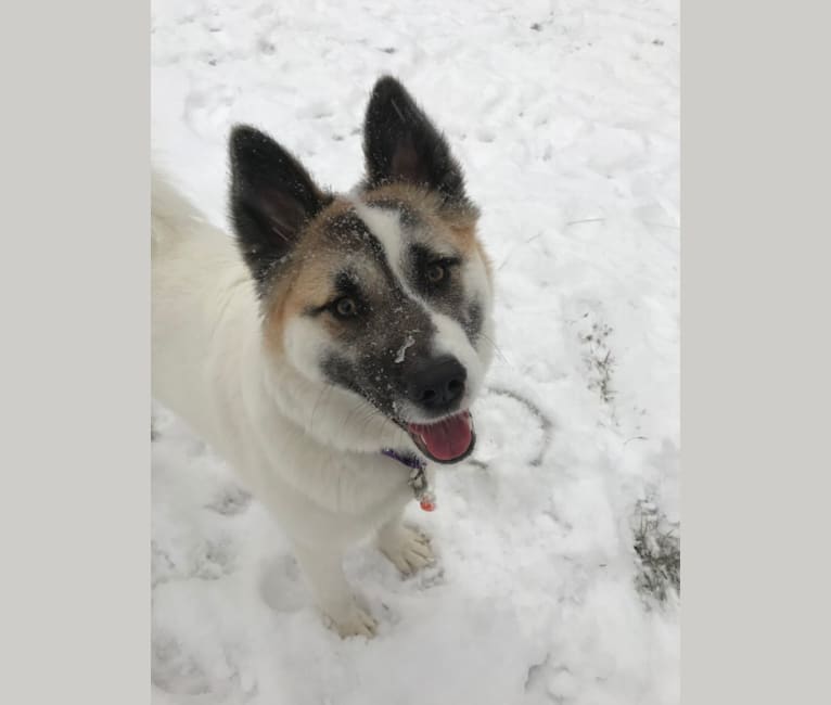 Maia, an Akita and Norwegian Elkhound mix tested with EmbarkVet.com