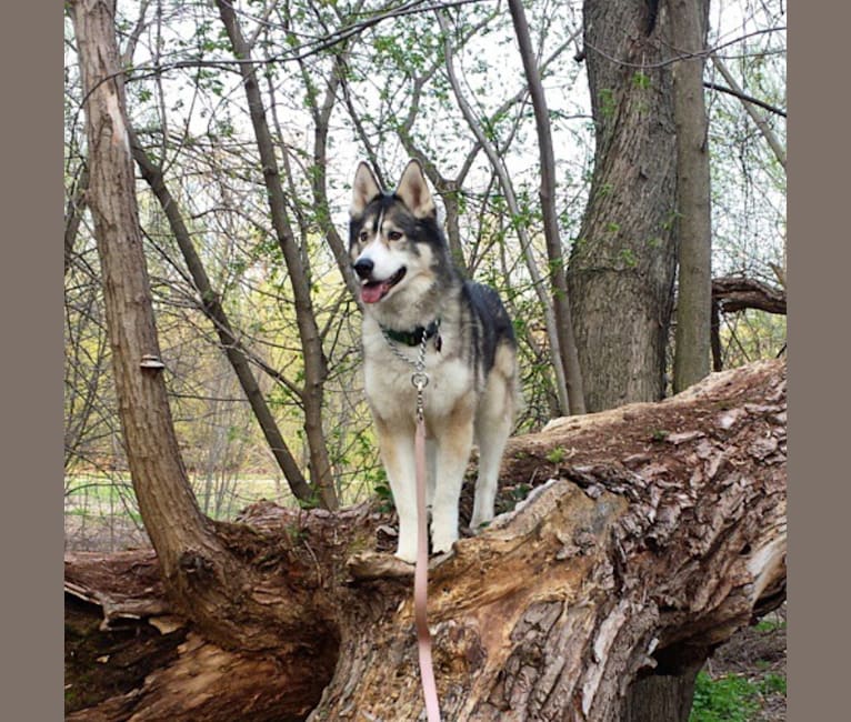 Mazzy, a Siberian Husky and Alaskan Malamute mix tested with EmbarkVet.com