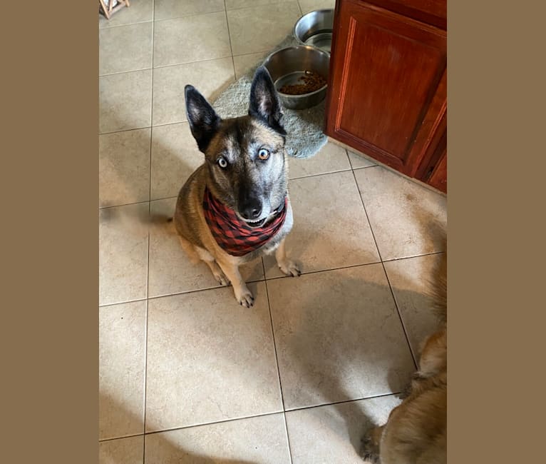 Husky mix belgian malinois top