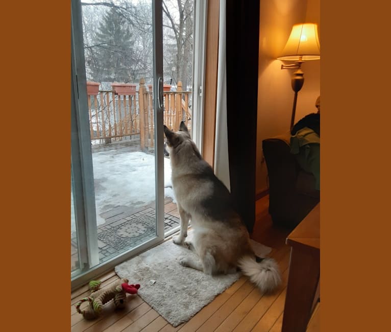 Photo of Skye, an Alaskan Malamute, German Shepherd Dog, and Siberian Husky mix in USA