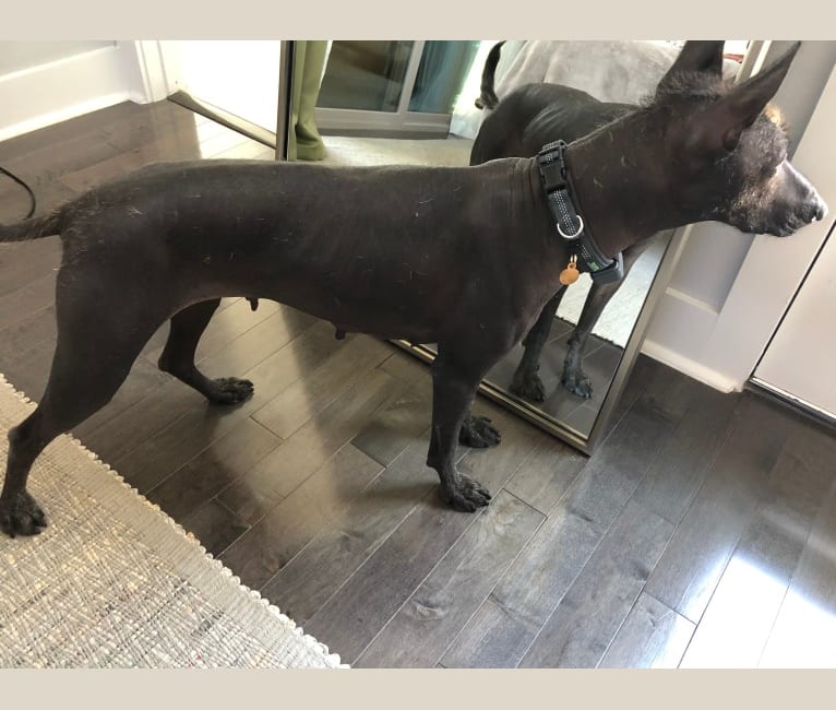 Xoloitzcuintli sale pitbull mix