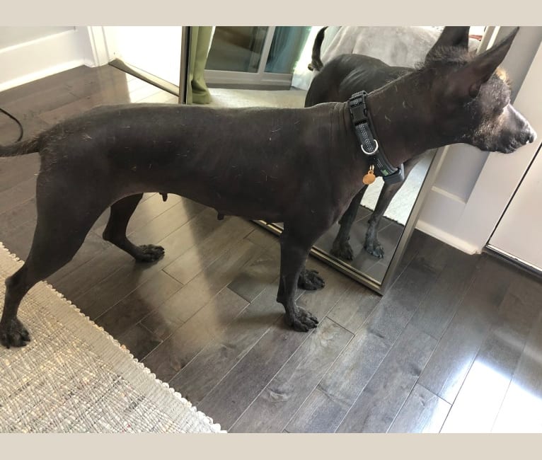 Kahla, a Xoloitzcuintli tested with EmbarkVet.com