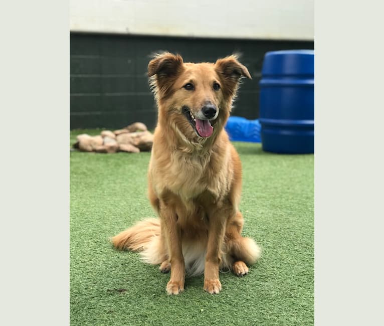 Mariska, a Collie and German Shepherd Dog mix tested with EmbarkVet.com