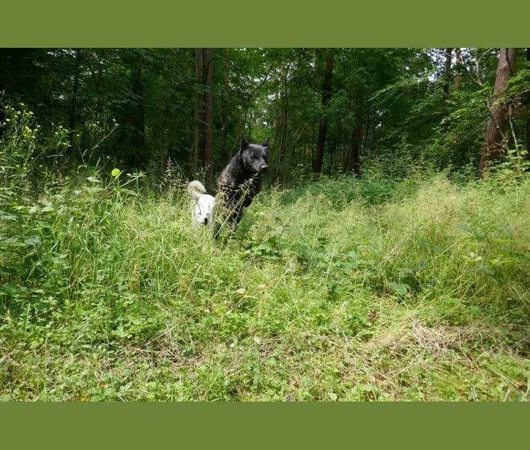 Photo of Moshae,   in Élevage de Solemel : Éleveur de Berger Australien, Podengo portugais, Canaan Dog (Occitanie), Bouniols, Castelnau-Montratier-Sainte-Alauzie, Frankreich