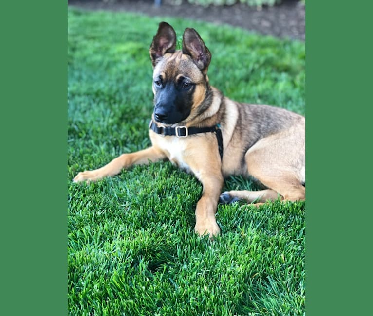 Photo of Lilo, a German Shepherd Dog, Boxer, Belgian Malinois, Australian Cattle Dog, and Mixed mix in California, USA