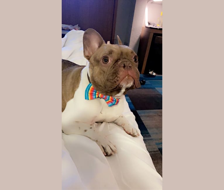 Winston, a French Bulldog tested with EmbarkVet.com