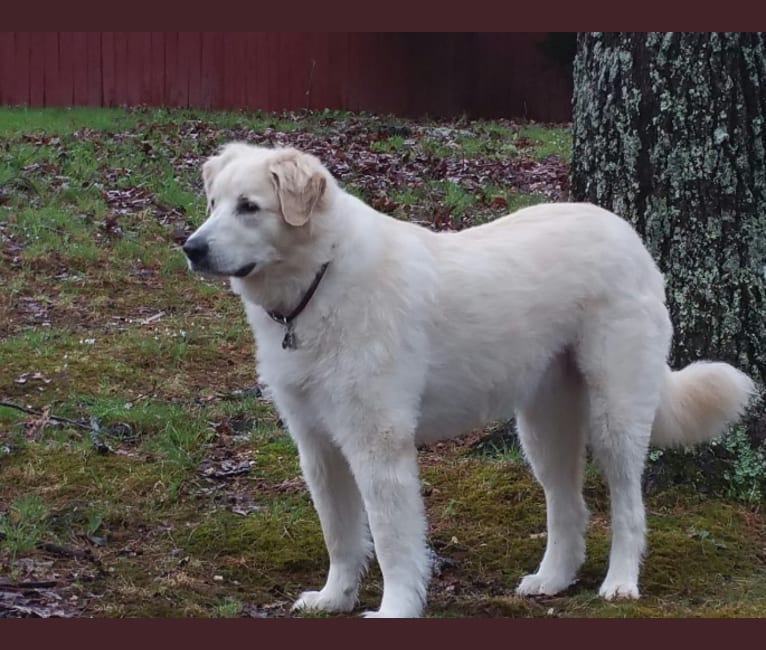 Great pyrenees kuvasz mix sales