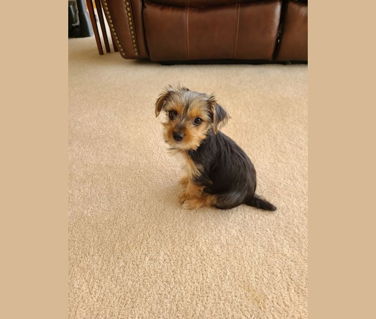 Missy, a Yorkshire Terrier tested with EmbarkVet.com