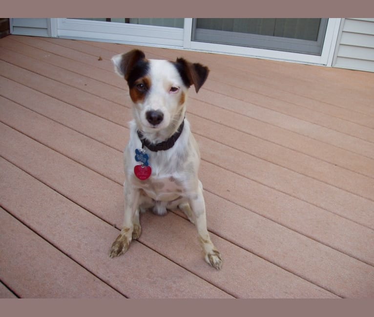 Cody, a Russell-type Terrier tested with EmbarkVet.com