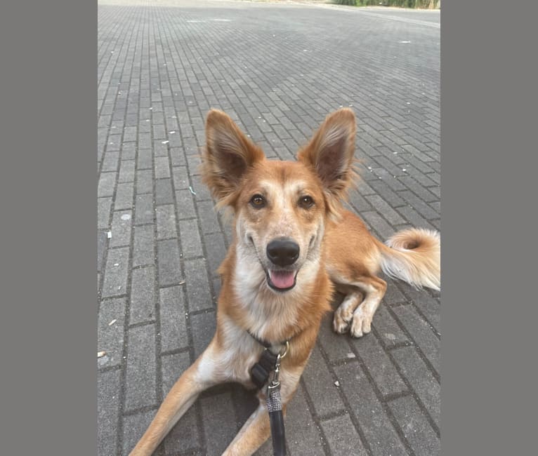 Cooper, a South Asian Village Dog tested with EmbarkVet.com