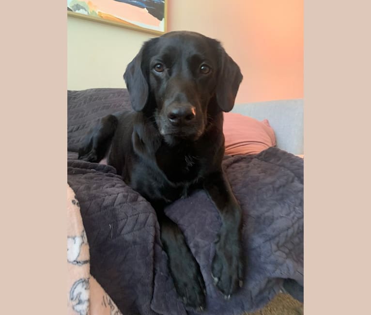 Hampton, an English Cocker Spaniel (Working Type) and Labrador Retriever mix tested with EmbarkVet.com