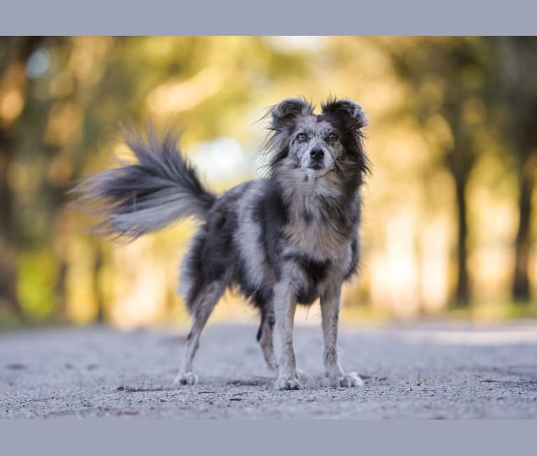 Ruca, a Pomeranian and Beagle mix tested with EmbarkVet.com