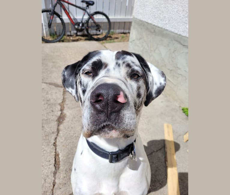 Embark Dog DNA Test Breed