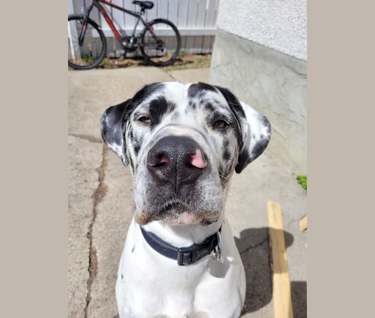 Moose, a Great Dane and American Bulldog mix tested with EmbarkVet.com