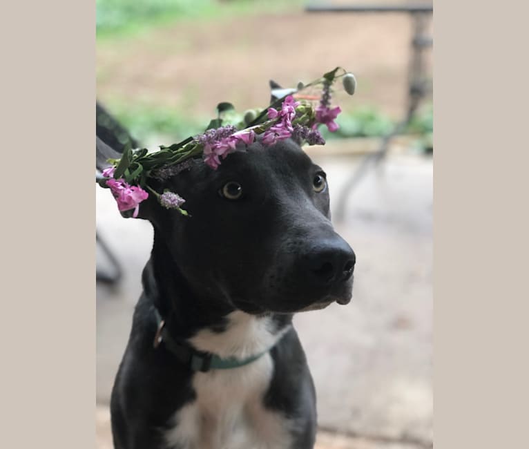 Zia, a Border Collie and American Bully mix tested with EmbarkVet.com