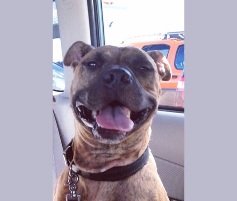embark dog dna test breed