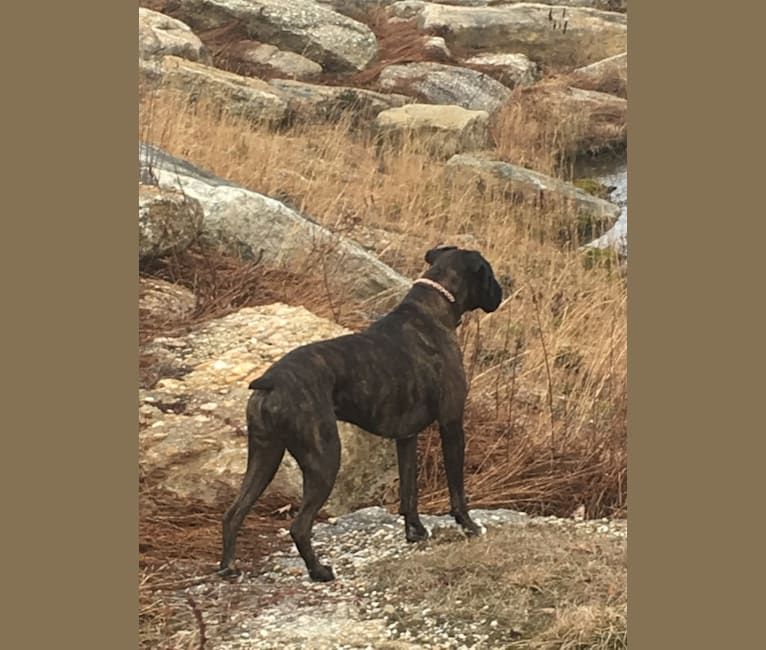 Murray, a Boxer tested with EmbarkVet.com