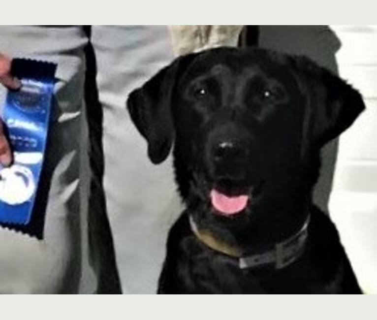 Ripple, a Labrador Retriever tested with EmbarkVet.com