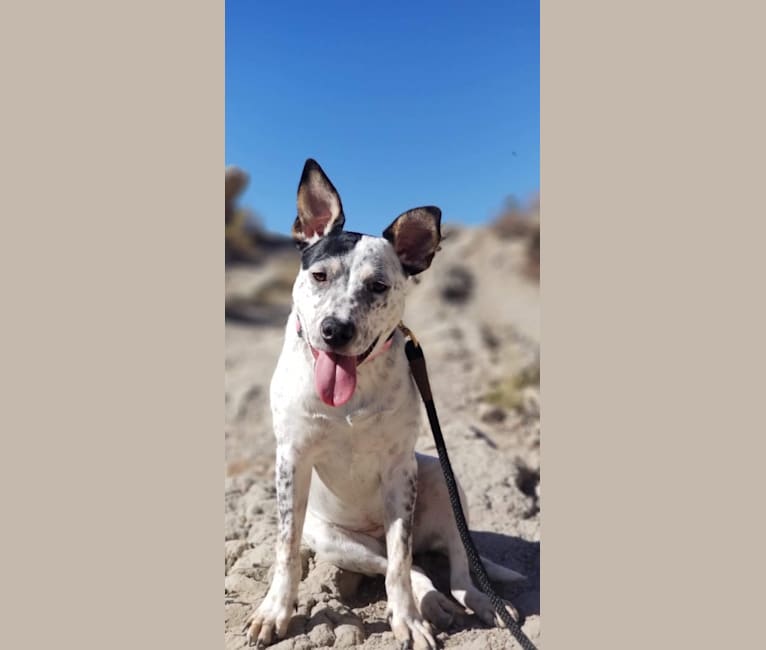 Rylee, an American Pit Bull Terrier and Australian Cattle Dog mix tested with EmbarkVet.com
