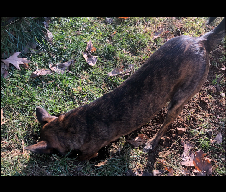 Foxy, a Mountain Cur and German Shepherd Dog mix tested with EmbarkVet.com